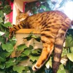 京都オススメスポット3　京都ひょう猫の森