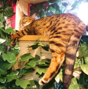 京都オススメスポット3　京都ひょう猫の森