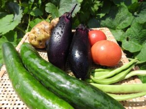 京都・御室で「京の野菜処 八百幸」さんが野菜の出張販売を開始