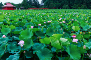 水生植物で作る「蓮のジェラート」が京都府城陽市にはある