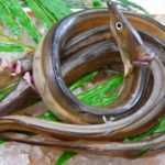 魚力 ＠京都・錦市場「秋ハモ天ぷらがワンコインで食べられる店」実食レビュー