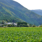 京北ふるさとまつり 2018年 ＠京都「京北グルメが集まるイベント」レビュー