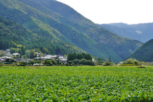 京北ふるさとまつり 2018年 ＠京都「京北グルメが集まるイベント」レビュー