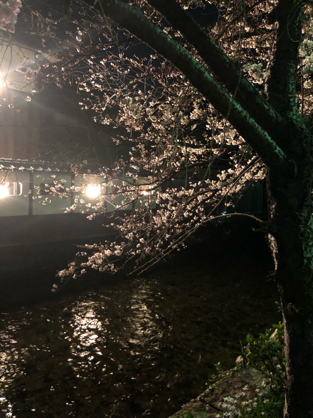 祇園 炭火やきとり とり新&京都の祇園で夜桜を見るならココは外せない！おすすめスポット！