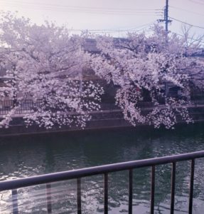 京都グルメレポート293「店名不明」ジャンボたこ焼き