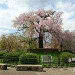 2020年の桜とヒトミワイナリーのワイン