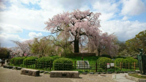 2020年の桜とヒトミワイナリーのワイン