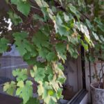 ゴリール ★★★★★【大阪】