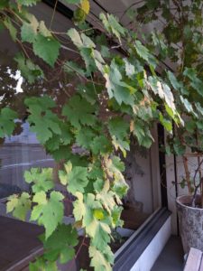 ゴリール ★★★★★【大阪】