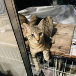 皆さまお久しぶりでございます