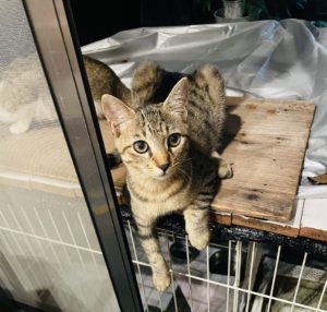 皆さまお久しぶりでございます