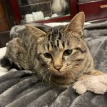 チャレンジしてみた28　納豆ご飯