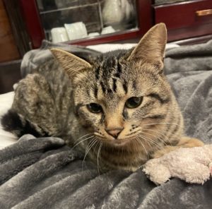 チャレンジしてみた28　納豆ご飯