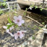 今年のお花見ランチ