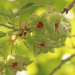 甘味と塩味のマリアージュ　《本家玉壽軒の紫野》