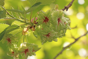 野点で食べてみたい気品　《本家玉壽軒の上生菓子》