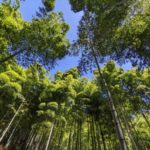 のこのこファーム掘って応援プロジェクト