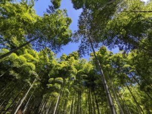 のこのこファーム掘って応援プロジェクト