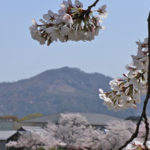 賀茂川の河原で花より団子　《幸福屋》