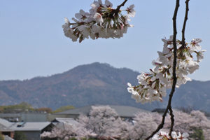 賀茂川の河原で花より団子　《幸福屋》