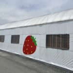 京都グルメレポート691「おさぜん農園」いちご狩り