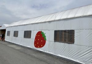 京都グルメレポート691「おさぜん農園」いちご狩り