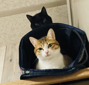 京都グルメレポート786「猫ブログ」と「桃太郎の焼肉定食」