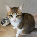 京都グルメレポート797「和食さと」松山鯛めし膳　上鰻丼　