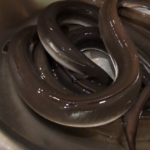 炭火焼寝床 心斎橋本店 ★★★★☆【大阪】