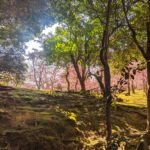 城南宮の梅の山。まるで地獄楽の神仙郷のようだった。