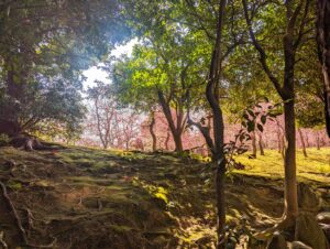 城南宮の梅の山。まるで地獄楽の神仙郷のようだった。